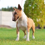 Human Sight Avvenente at Red Lightning