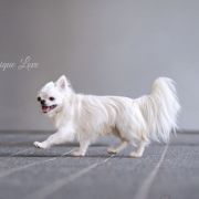 Crystal Natali Vincent 