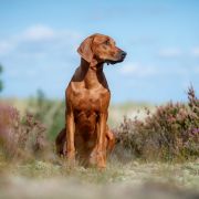 JULA Pręgowce z Jasienia