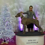 Sigma Weimaraners House