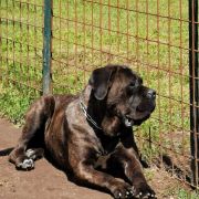 Northern Light from Kaos Clan 