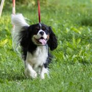 MŁ.CH.PL OLAF od Gabrysi