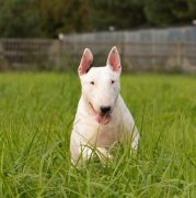 Fragoron BEAUTIFUL IN WHITE