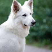 Archi Royal White of the Best