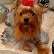 T-TIFFANY Piccolo Cane York (FCI)