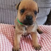 BOURBON Horseradish Gang Staff