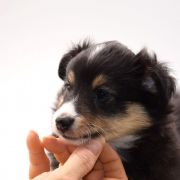 FALCO Amoredogs 