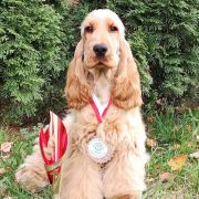 Falco z Chalupecke louky