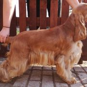 Falco z Chalupecke louky 3