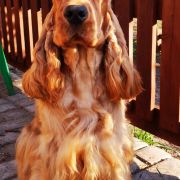 Falco z Chalupecke louky 2