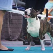 FAMOUS FITBULL CINDERELLA FRIEND OF MINE