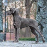 FANTASY Margarejro FCI