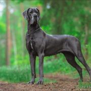 FANTASY Margarejro FCI 2