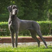 FANTASY Margarejro FCI 3