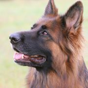 FARIDA von Gran Peregrino