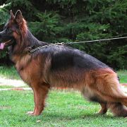 FARIDA von Gran Peregrino