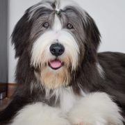 Farmarens Highland Fling