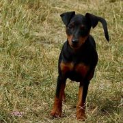 Fay z Klanu Łobuzów FCI