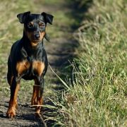 Fay z Klanu Łobuzów FCI 3