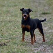 Fay z Klanu Łobuzów FCI 4