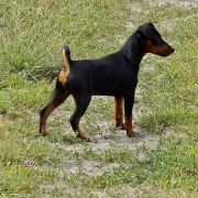 Fay z Klanu Łobuzów FCI 5