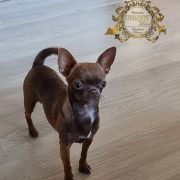 Toffi Brawn iz Strany Kroshek