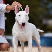 TERRANO EWIMARK RAKOWNIA