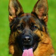 HOLA vom Haus Tchorz