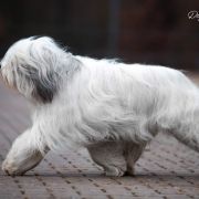 HERA z Hordy Gabriela