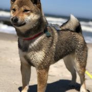 Shinju Go Buziaczek ( Luna)