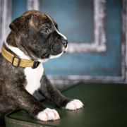 JUNGLAS NIGRA American Heart vel. Jaruś