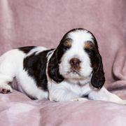 AREO House of The Shaggy Dogs FCI 