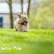 Ch.Puppy.PL J.Ch.PL WANGMO JHAMA The Tibetan Pride (FCI)