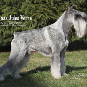 Dronas Jules Verne (2x res.WW, C.I.B. & Multi Ch.)