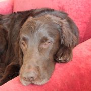 Flatcurls POWER CHOCOLATE