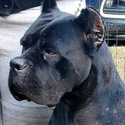 Tu si na cosa grande pe me del Domus Var 