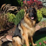 C-NELLY vom Rikor Team 