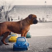 CHIZU Yokozuna Yusha