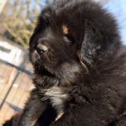 DRAGE DRAKE Airawata