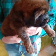 Szczeniaki Mastifa Tybetańskiego