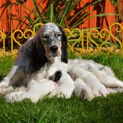 КАМ ХАНТИНГ ЕНА