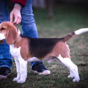 Small Sky Henry Golden Delicious