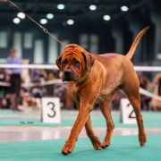 KIMICO vel TOMOUO MAZURSKA PRZYSTAŃ (FCI)