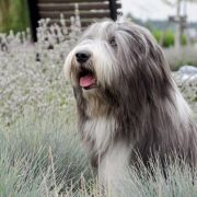 Farmarens Highland Fling