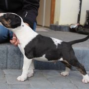 Pogięty Paragon Gryźbull