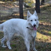 ARIA CARAMELLA BIANCA 