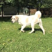 BOOGIE WOOGIE z Krainy Sanu FCI