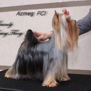 BRANDY z Krainy Fiony