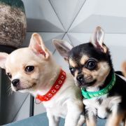 BORYS z Dorzecza FCI