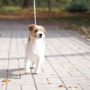 KANIA Lubelski Tropiciel FCI